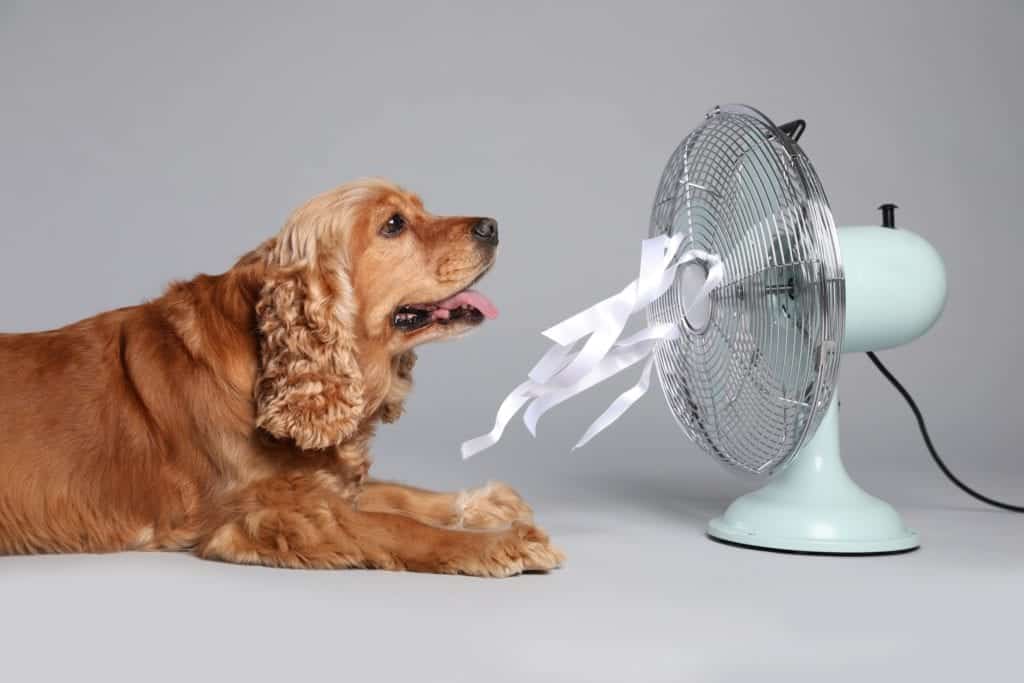 dog sitting in front of fan because AC needs to be replaced