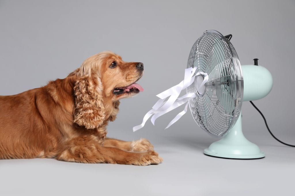dog wants ac replacement