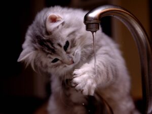 cat dipping paw in water dripping from faucet