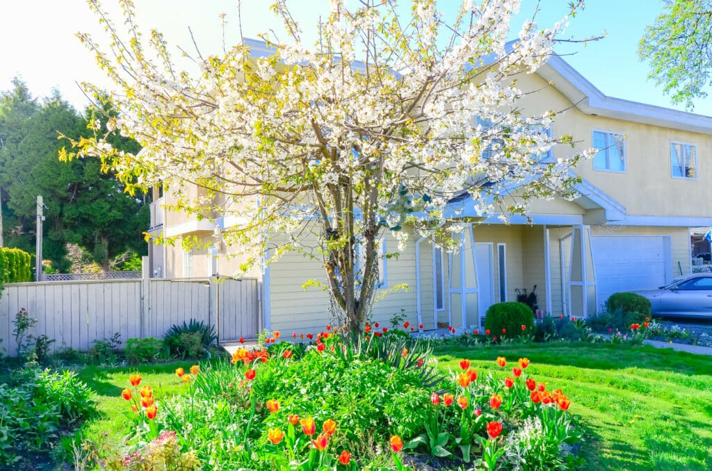 blossoming tree and tulips in front of house